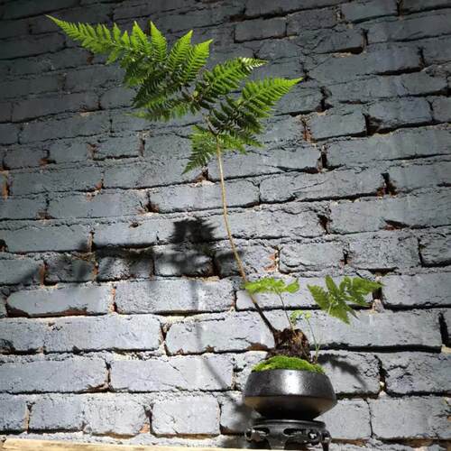 蕨类植物金丝红麟蕨盆景苔藓球老桩一叶蕨盆栽室内桌面绿植
