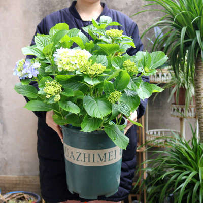 蓝色红色绣球花带花苞室外开花盆栽无尽夏绿植阳台庭院花卉重庆
