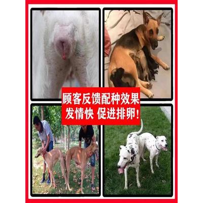 狗狗避孕药长效母狗绝育药流浪狗母猫土狗泰迪事后紧急避孕抑情药