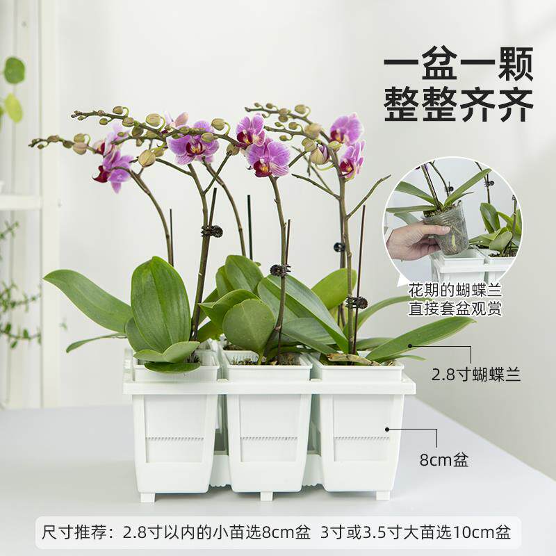 美莳gypot蝴蝶方兰花盆形花架组合托盘托架透盆气苔青山控根金水