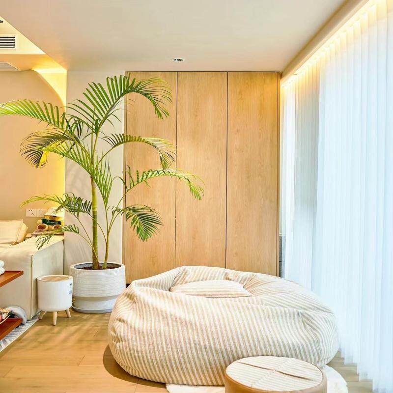 老桩散尾葵盆栽室内植物客厅好养大型绿植凤尾竹室外热带风椰子树