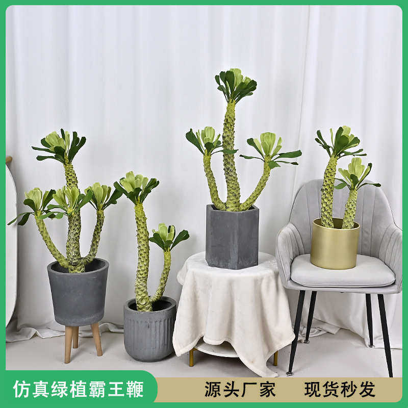 仿生 绿植霸王鞭沙生植物软装造景工程厂家直发仙人掌 柱 霸王鞭