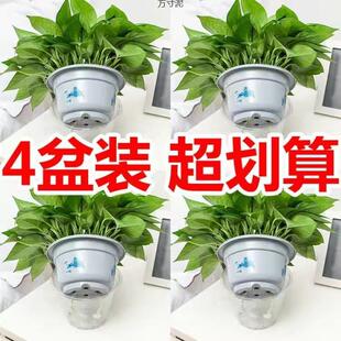 绿萝长花植卉盆栽除吊兰办公室客厅水培室厂家直供物内藤绿箩厂供