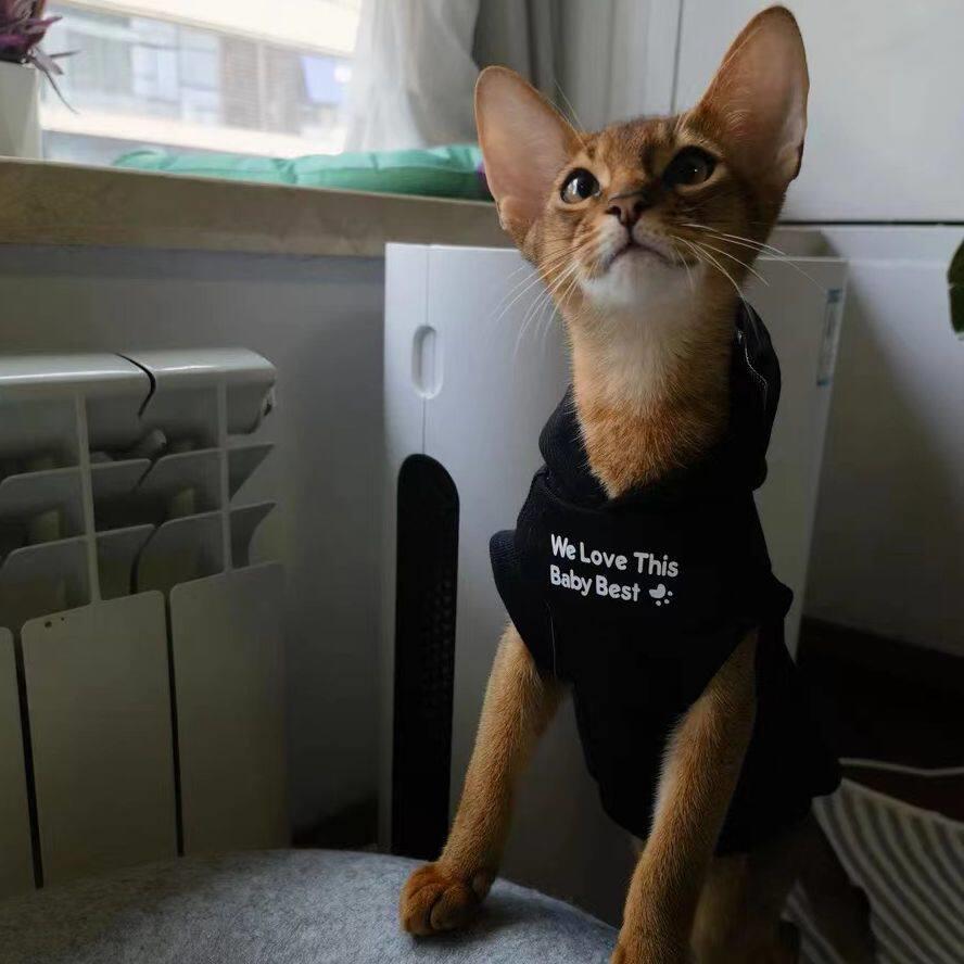 阿比西尼亚猫衣服春夏季天专用薄款帅气公猫咪衣服马甲无袖外出服