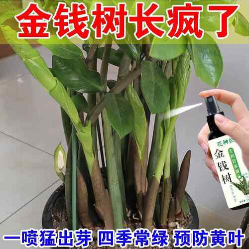 免稀释金钱树专用营养液叶子发黄叶面肥盆栽植物金钱树肥料专用肥