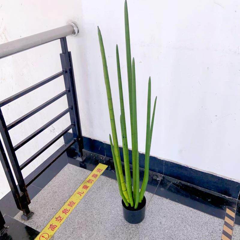 仿真龙骨仙人掌龙尾草蛇草盆栽长青草热带沙漠植物造景多肉假草
