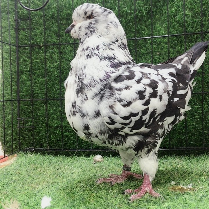 大体圆环摩登元宝鸽子