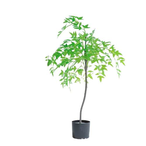 仿真绿南天竹仿生植物客栽大LL-33型室内落厅地盆造景装植饰摆件