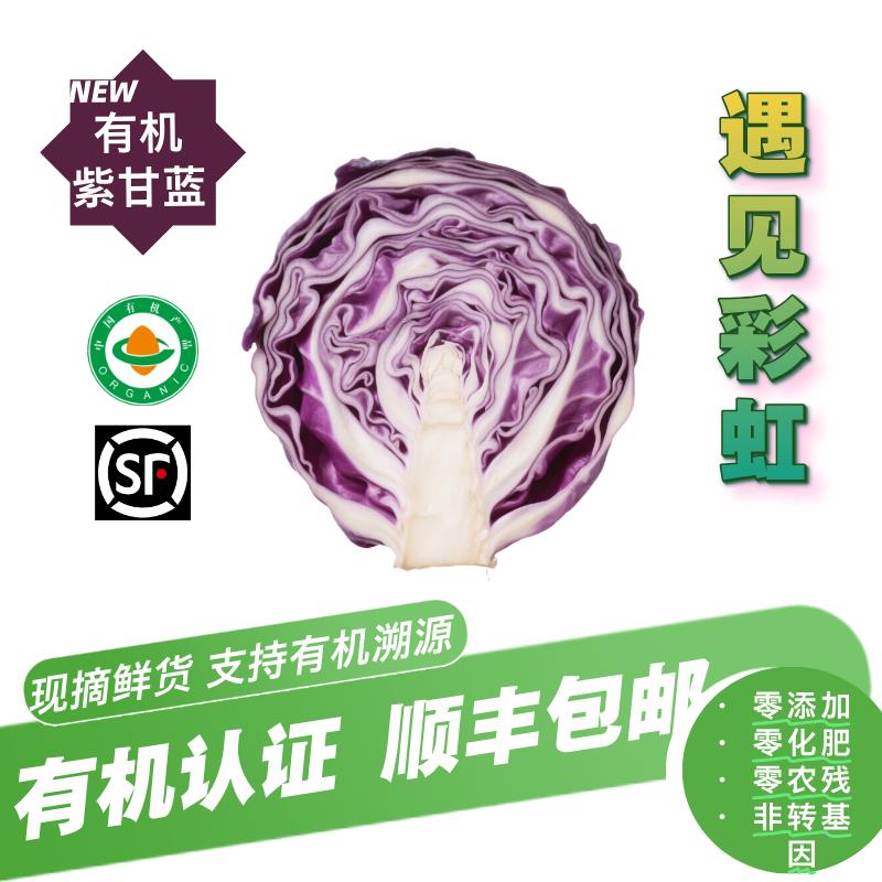 有机紫甘蓝 有机认证无农残 新鲜蔬菜 紫包菜 辅食沙拉 顺丰包邮