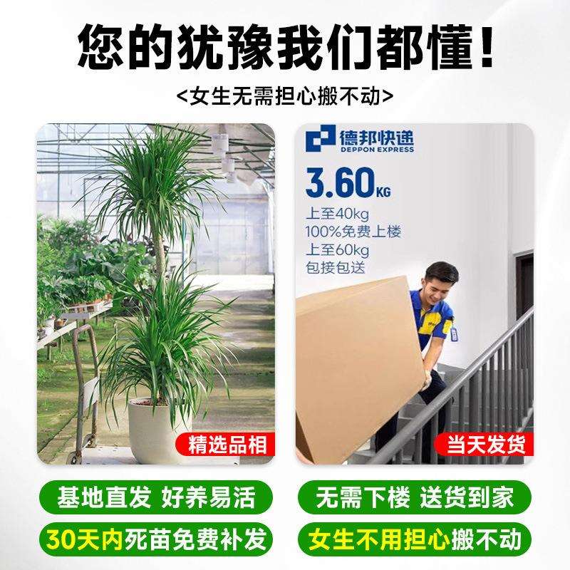 龙血树客厅绿植旺宅大型龙须树盆栽室内落地真树精品植物大号盆景