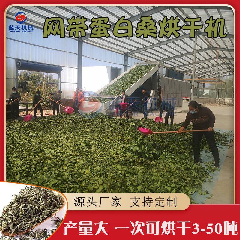 网带蛋白桑烘干设备全自动饲料桑油菜混合物干燥机蛋白桑烘干机