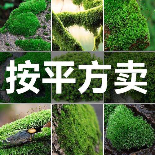 鲜活苔藓短绒藓白发藓朵朵藓大灰藓小灰藓青苔盆景假山水陆缸植物