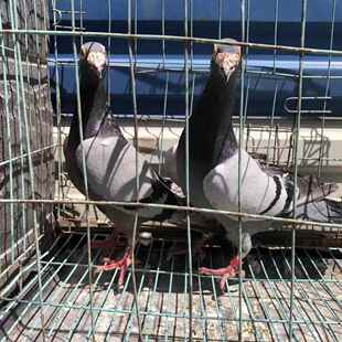 【大鼻子鸽子】观赏鸽子活体种鸽一对幼鸽青年鸽活物快递包邮包健