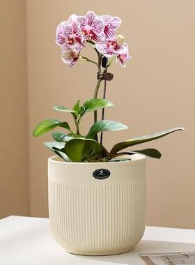 陶瓷花家用蝴蝶兰龟背竹园兰盆花大小10194号中温花艺盆