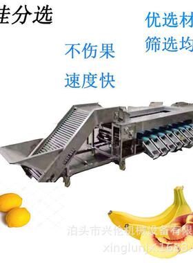 玉米笋分级机 柑橘圣女果选果机 马铃薯筛选设备 核桃分选机
