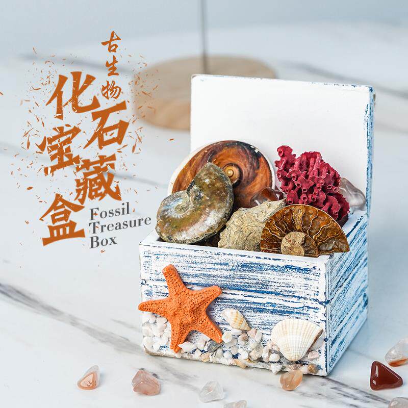 天然化石标本宝藏盒弓石燕菊石斑彩螺蝾螺趣味矿石礼物儿童玩具