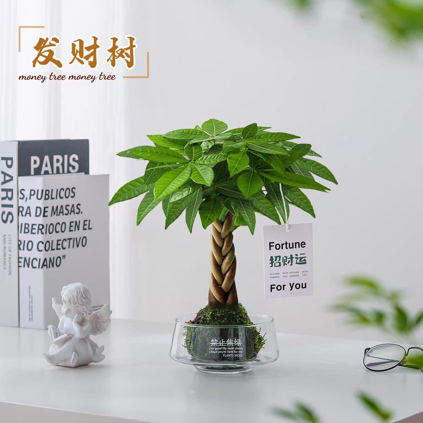 发财树苔藓球盆栽室内植物办公室懒人好养活绿植净化空气花卉盆景