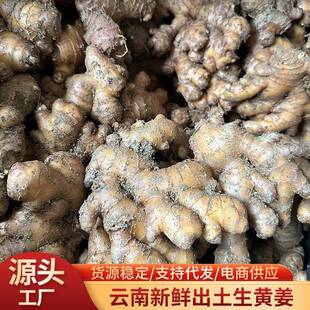 现货云南罗平生黄姜煲汤煮茶调味散装嫩生黄姜 姜香浓郁生姜