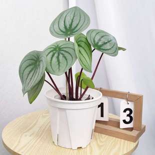 麒麟瓜椒草西瓜皮椒草盆栽大叶大圆稀有阳台桌面小植物室内