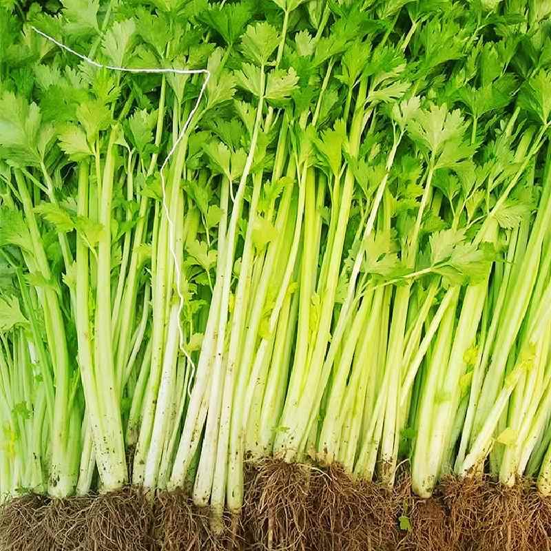 实心芹菜种籽四季黄心香芹子小香芹菜籽青菜春种夏秋季蔬菜种孑