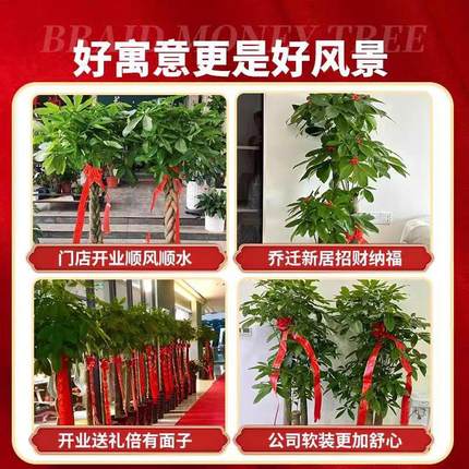 2024新款发财树客厅大盆栽办公室绿植室内大棵招财树植物乔迁开业