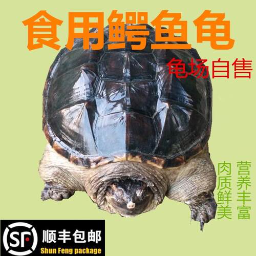 食用小鳄龟北美杂佛鳄龟宠物乌龟种龟特大型煲汤肉龟活体外塘龟