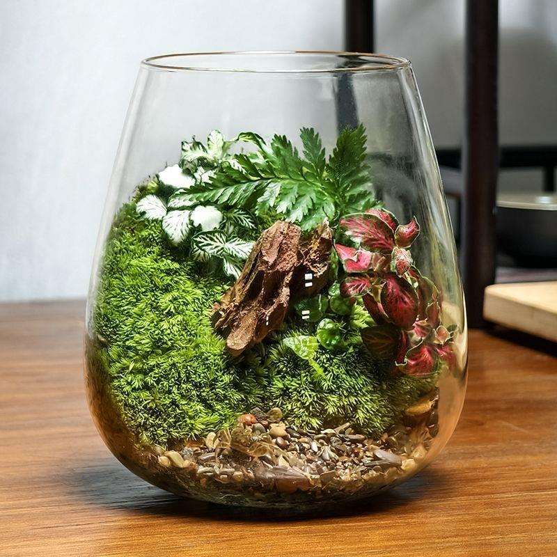 微景观瓶苔藓桌面玻璃景观鱼缸办公室造景盆栽植物生态客厅摆件