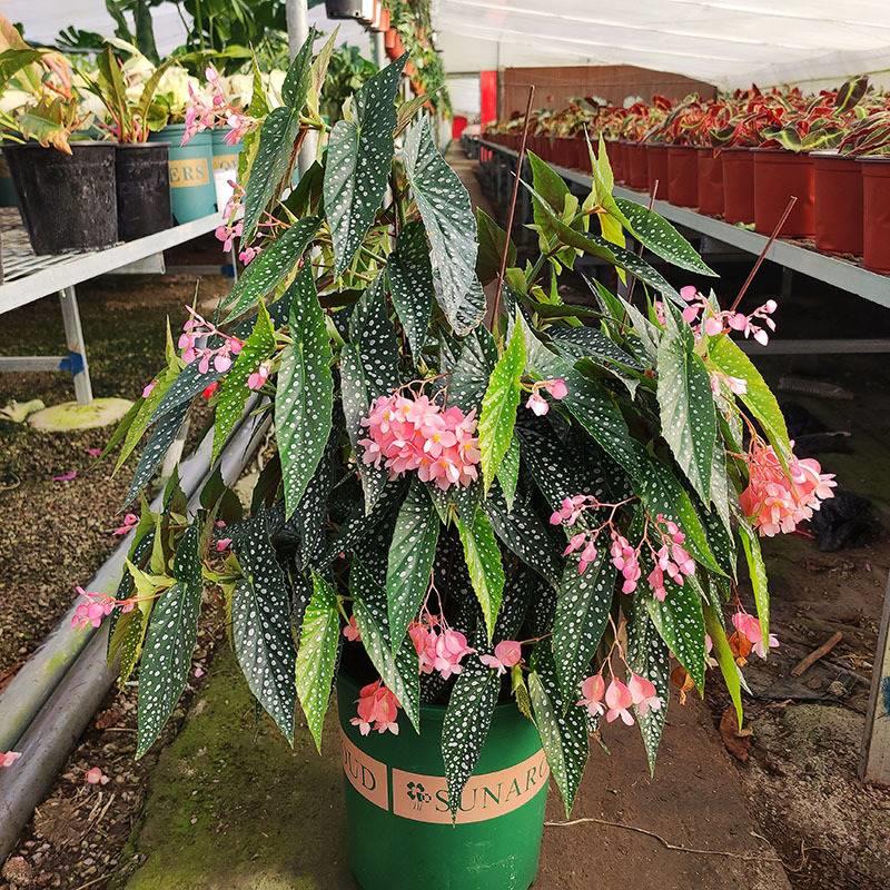 鳟鱼竹节秋海棠办公室内桌面耐阴绿植盆栽花植物富士山红纹热带花