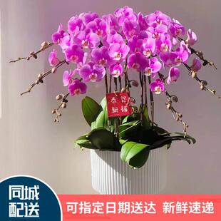 蝴蝶兰盆栽带兰花鲜花速递同城室内盆景开业乔迁绿植年宵花卉配送