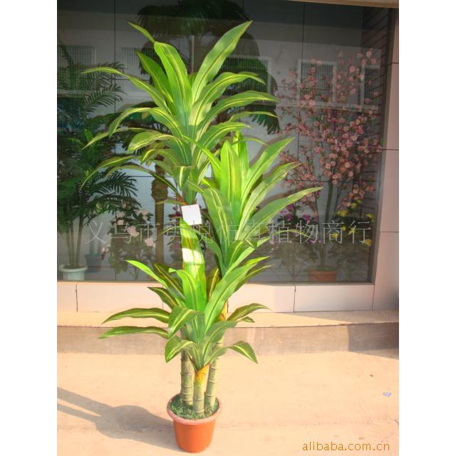 厂家直供仿仿真植物酒店装饰仿仿真盆栽/真/绿植CTL/真巴西木