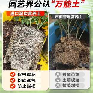 繡球蘭綠蘿花通用透氣疏松育苗土壤 泥炭土進口輕質營養土養花月季