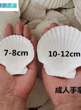 扇贝壳烧烤用蒜蓉粉丝手工白红色大小蒸夏威夷半壳大托盘贝壳包邮