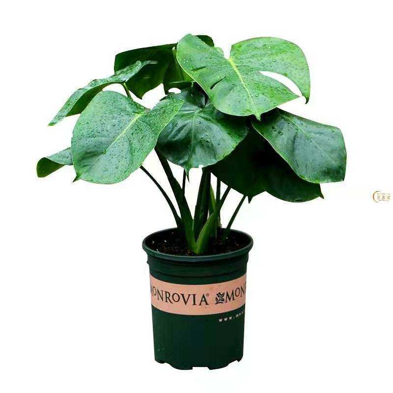 龟背竹大叶四季长青花卉绿植盆栽四季好养活净化空气绿植卧室花盆,鲜花速递/花卉仿真/绿植园艺,花盆,淘宝优惠券,粉丝福利购,淘宝优惠卷
