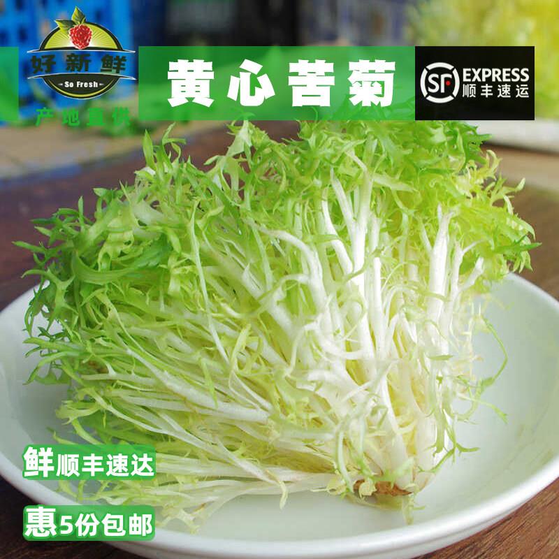 新鲜黄心苦菊500g沙拉蔬菜苦苣九芽狗牙苦细叶生菜西餐健身轻食材