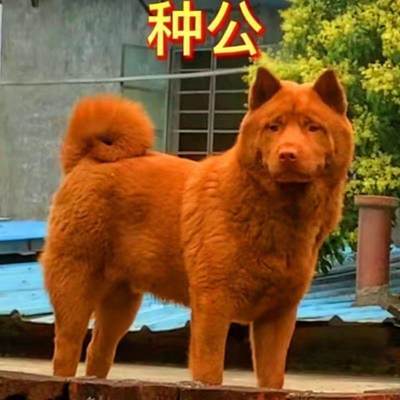 潮汕五红犬虎斑红色土狗