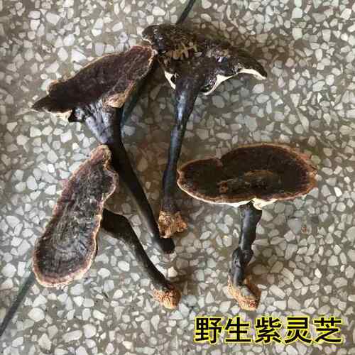 新疆包邮野生紫灵芝 紫芝干货带柄整枝不苦煲汤泡酒500克包邮带泥