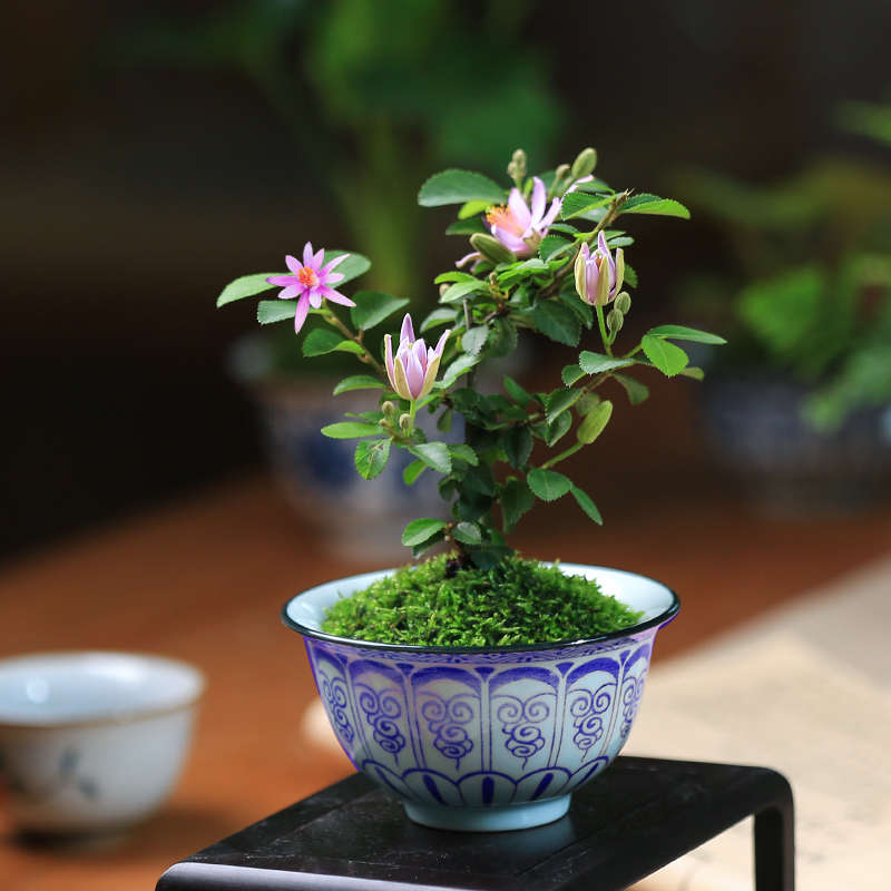中式桌面盆栽石斛茶室茶台绿植发财树栀子花办公室植物迷你小盆景