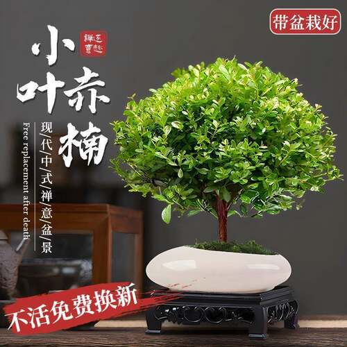 小叶赤楠基地直发盆栽办公室内绿植摆件鲜活绿植花卉小盆景植物
