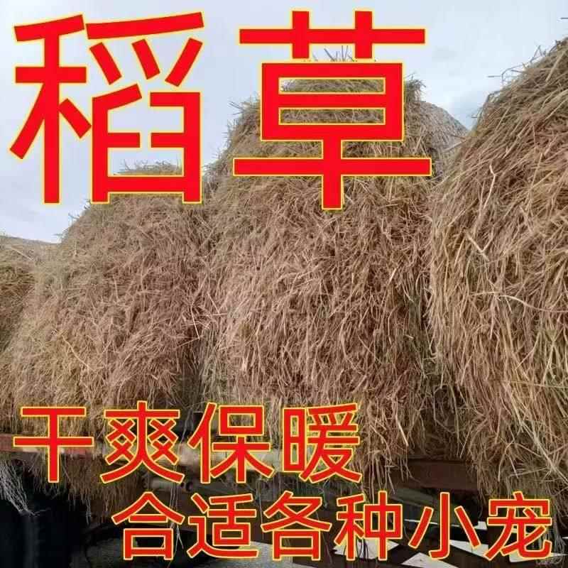 新稻草天然宠物鸡窝草干稻草牛羊猪饲料狗鸭窝草道具谷草秸秆