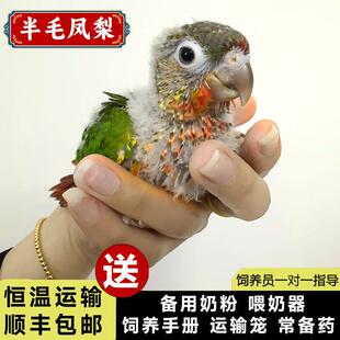 半毛雏鸟小太阳鹦鹉活鸟会说话手养亲人凤梨黄边肉桂小鸟宠物鸟类