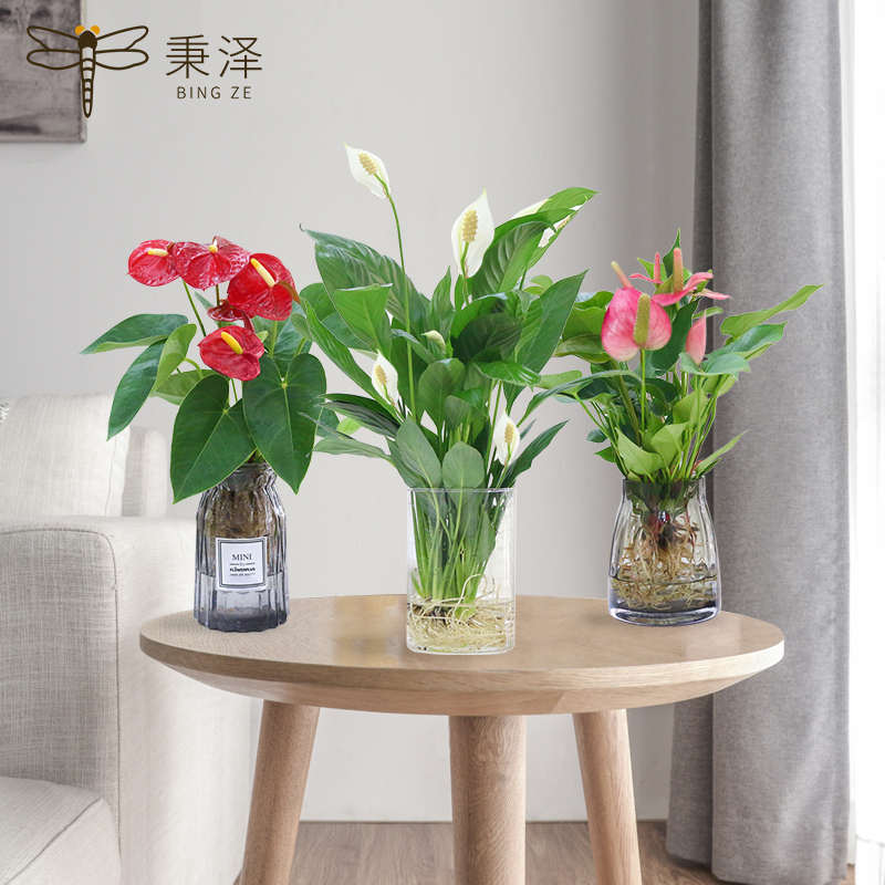红掌水培植物室内好养花卉盆栽一帆风顺绿植粉掌四季常青带花白掌