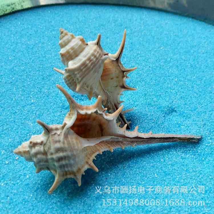1件=1斤天然贝壳海螺海星女巫骨长刺螺尾鱼缸水族箱装饰套装材料