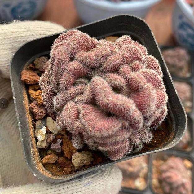红檀缀化4-6cm实拍 红色仙人球多肉植物