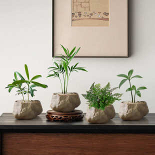 海岛罗汉松指尖微型盆栽办公室内桌面创意迷你拇指好养小盆景四季