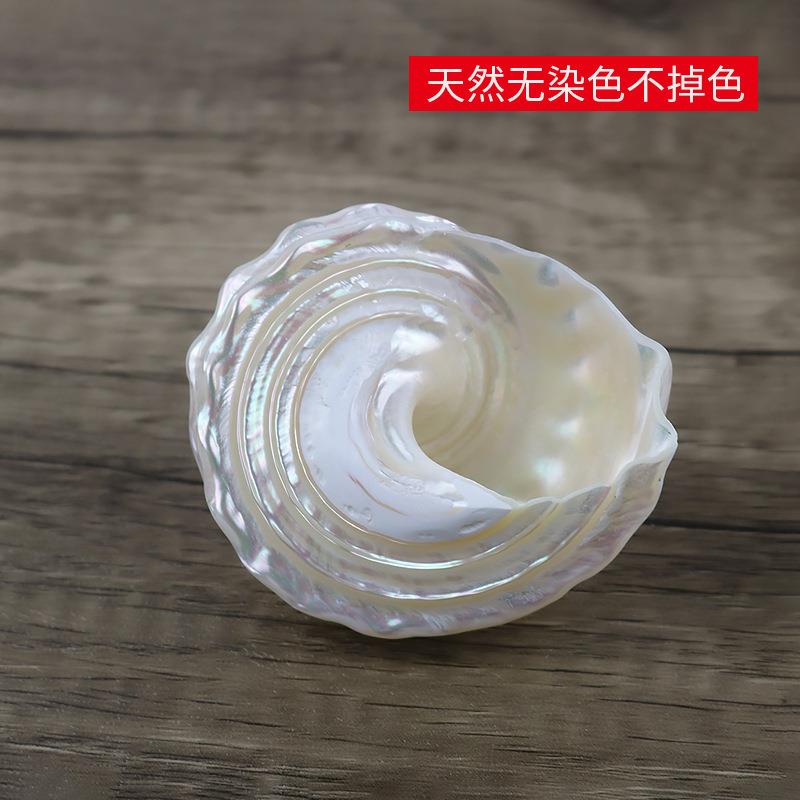 新款直销寄居蟹替换壳特大10-11厘米A级夜光嵘螺炫彩光泽天然贝壳