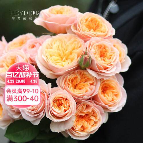 海蒂的花园 切花朱丽叶奥斯汀灌木月季欧月勤花阳台花卉盆栽花苗