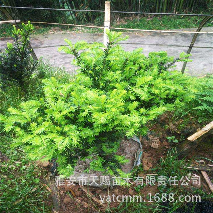 基地直销曼地亚红豆杉树冠35cm工程行道风景树容器苗园林景观植物