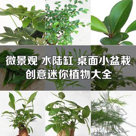 苔藓微景观生态瓶背景绿植 DIY迷你小植物 青苔 盆栽摆件材料