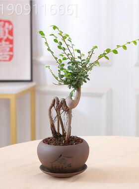 小叶榆树盆景老飘枝造型盆栽榆树内客厅台庭室院绿植四阳季常桩青