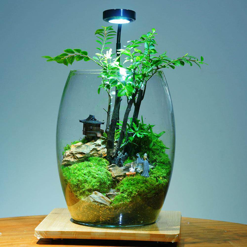 升级版小叶紫檀室内盆栽创意苔藓微景观绿植花卉四季常青生态瓶